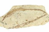 Fossil Pipefish (Hipposyngnathus) Plate - California #294309-1